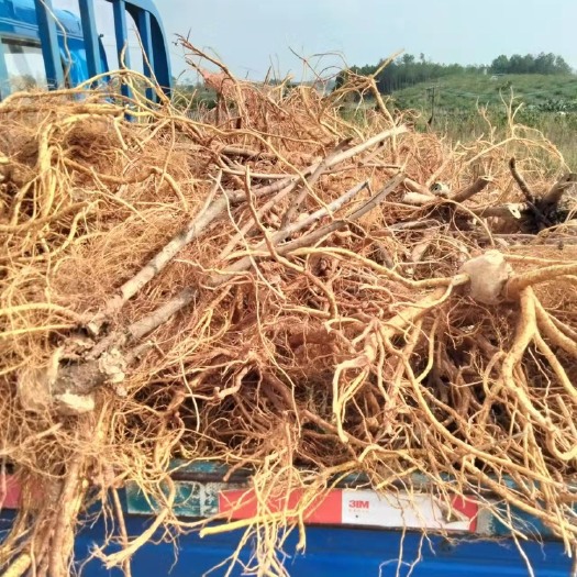 南雄市五指毛桃，鲜货干货都有，有需要的老板可以联系我