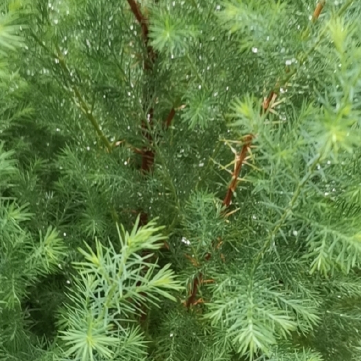 奉节百万正宗川柏树杯苗 柏树苗 高度80公分以上
