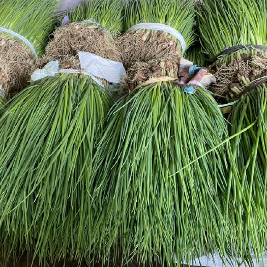 盐城小葱，精品小香葱，外地可发，有需请询价！