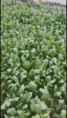 惠民县精品菠菜