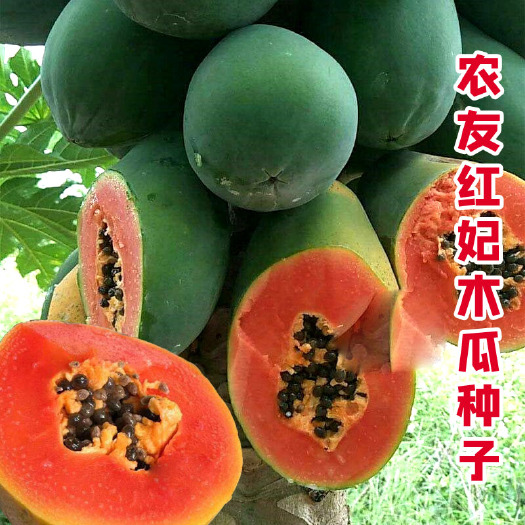 红妃木瓜种子高产水果木瓜种子
