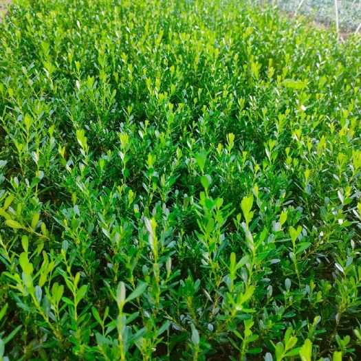 南靖县广东雀舌软枝条皱皮雀舌小叶黄杨两年苗，数量2000棵左右