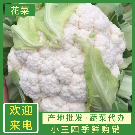 邯郸白花菜花