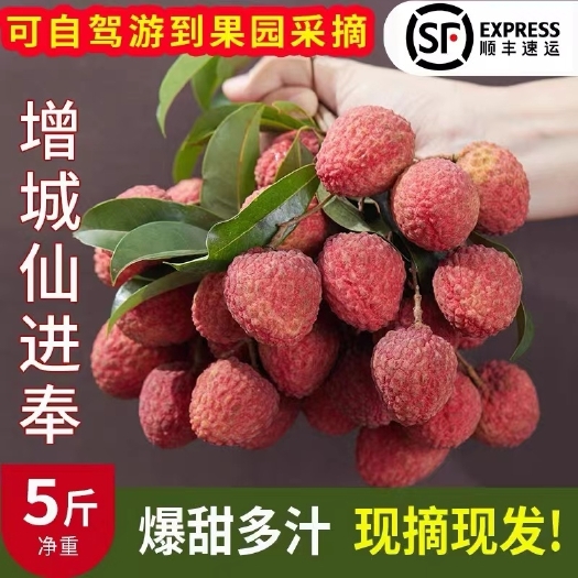 广州增城正宗仙进奉