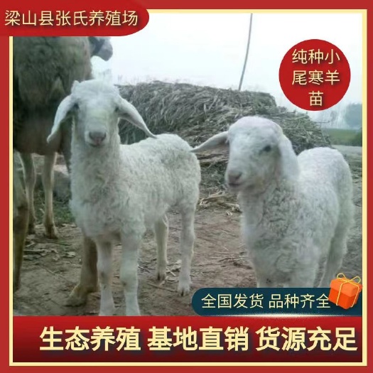 梁山县小尾寒羊 头胎母羊 羊糕