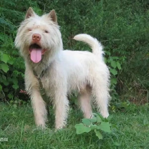遵义下司犬纯种，下司犬短毛，下司犬猎犬下司犬幼犬，下司犬长毛