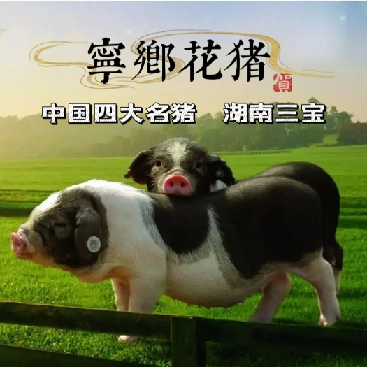 宁乡市中华土猪湖南宁乡花猪肉，纯种土花猪【3斤起发货】