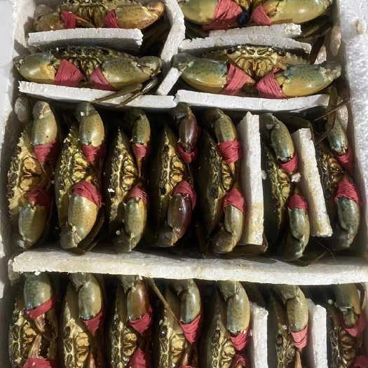 东兴市生猛中大膏6-8两膏蟹