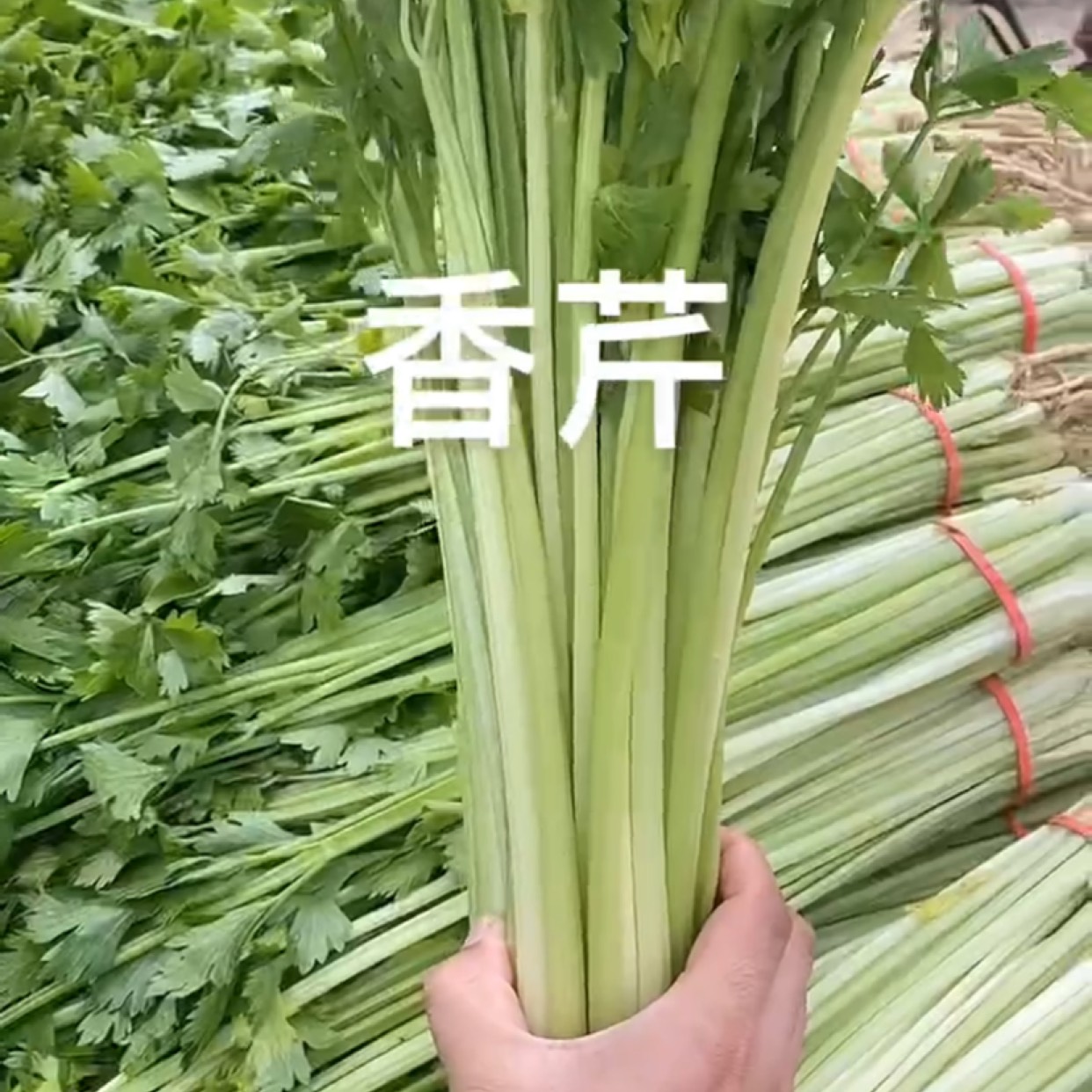 聊城香芹 50~55cm 0.5斤以下 大棚种植