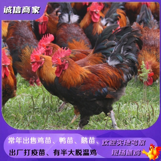 衡阳出售黑瑶鸡苗青脚土鸡苗黑脚适合放养笼养打疫苗