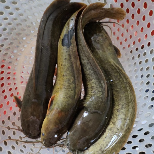 翁源县山坑鱼塘，流动水养的塘鲺，肉质鲜美，爽甜滑口
