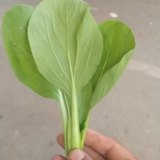 淮安油菜