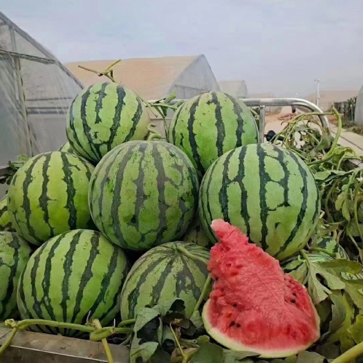 美味华之秀三号美都西瓜种子易坐果抗病性强抗裂含糖量高商品性好