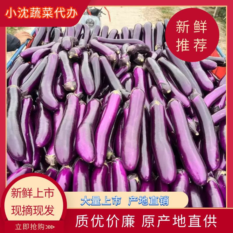 博爱县(热销)紫红长茄子，产地直销