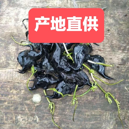 蕲春县菱角种苗