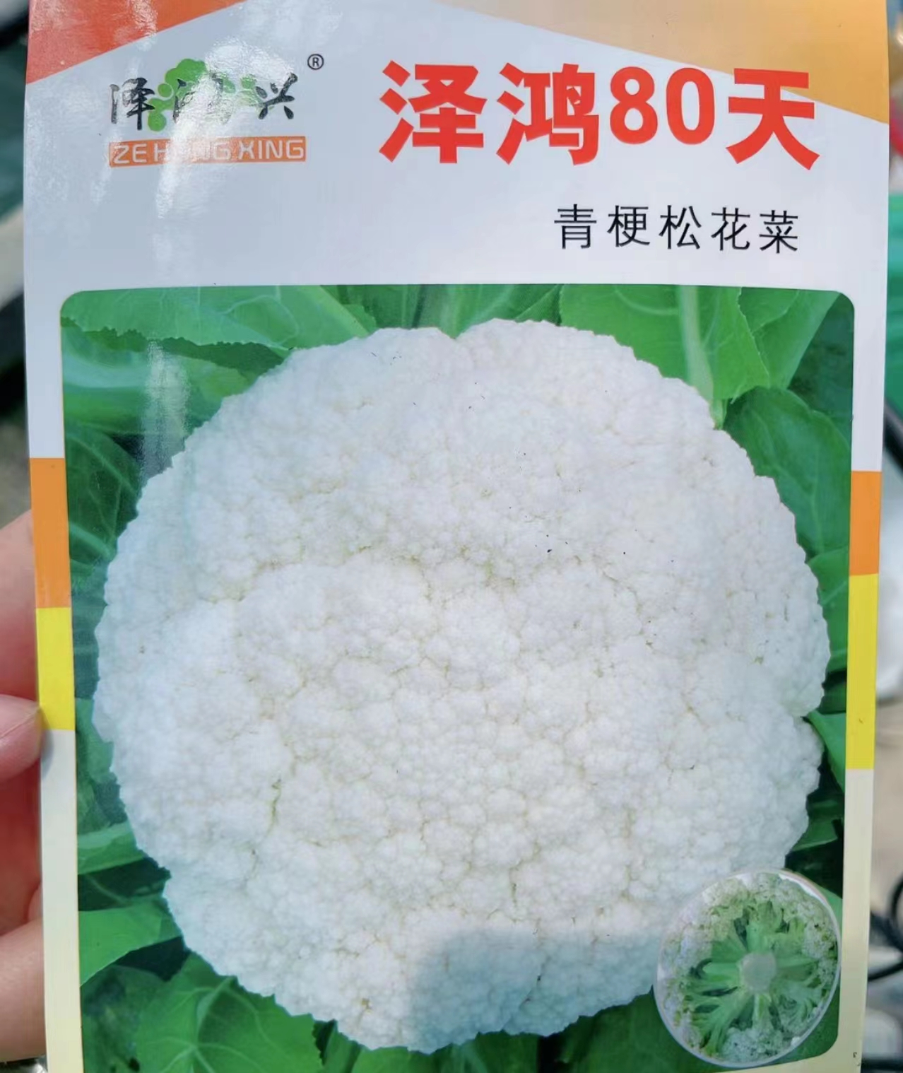 花椰菜苗  80天有机菜花苗 耐寒菜花苗 半松 晚熟品种