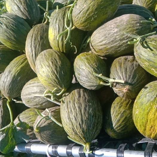 民勤县民勤斗牛晓蜜瓜