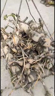 优质藕苗早 中 晚熟品种，质量保证