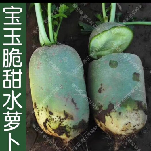 银川青萝卜
