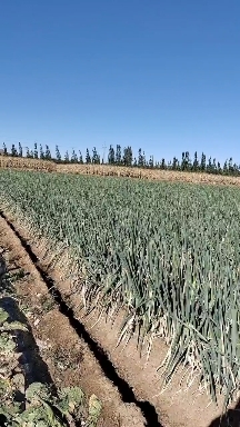翁牛特旗长白葱，货源充足，粗细均匀，掉秤量小。