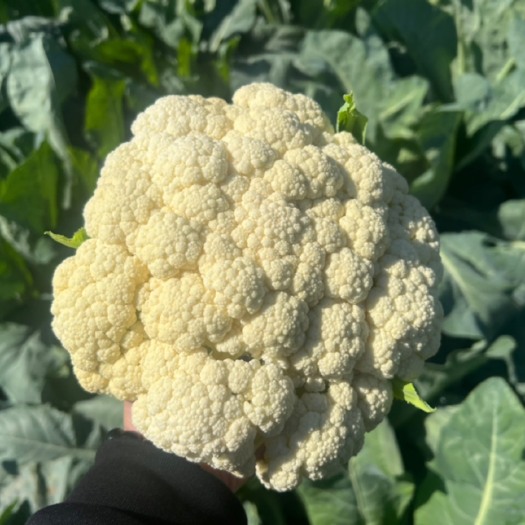 邯郸精品菜花  小米花  大量上市  供应全国各地市场 商超
