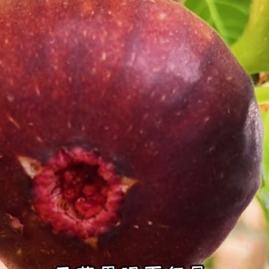 无花果