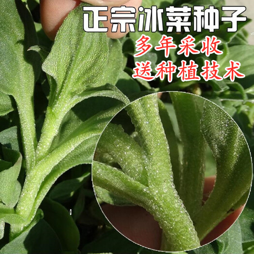 冰菜种子非洲冰菜种子冰晶菜种籽特色蔬菜四季阳台庭院