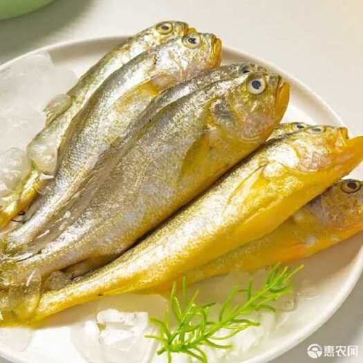 连云港小黄鱼 新鲜海捕小黄花鱼新鲜冷冻生鲜香酥黄花鱼