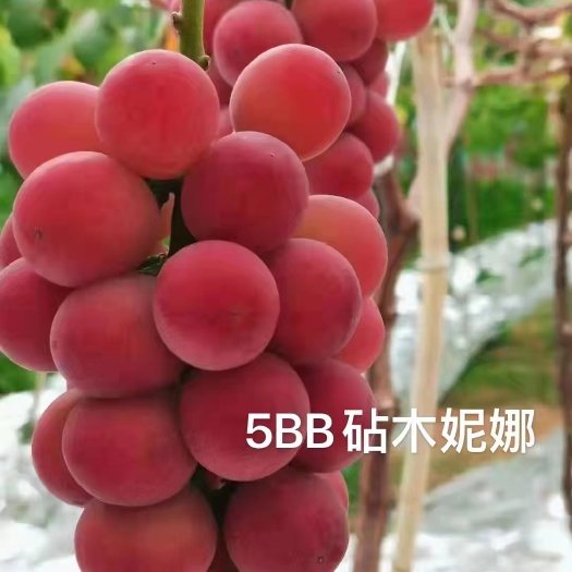 昌黎县妮娜公主，妮娜皇后嫁接苗基地直销，纯度保证