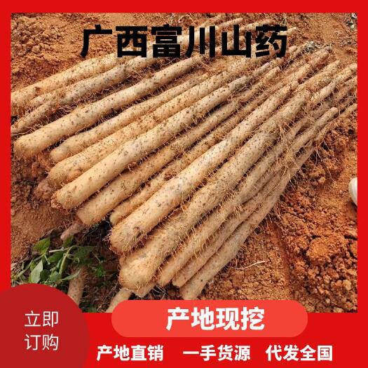 钟山县淮山，一手货源价格优惠代发全国