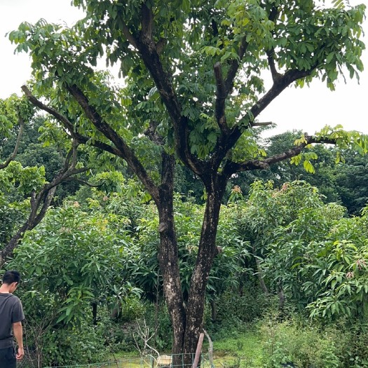 惠州石硖龙眼树苗庭院工业区种植吊车上门种果树