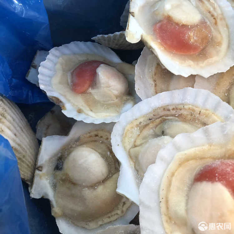虾夷扇贝鲜活现开半壳超大扇贝肉带黄带壳贝类烧烤食材