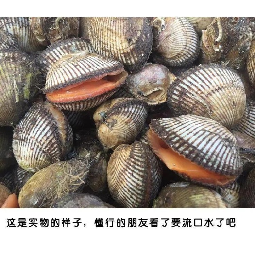 连云港毛蛤蜊海鲜鲜活蛤蜊毛蛤水产血蛤海鲜贝类毛蛤蜊海鲜鲜活蛤蜊