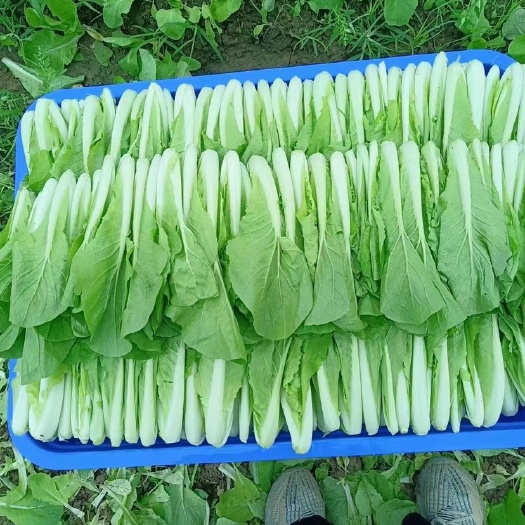 绵阳小白菜