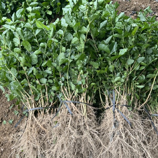 横州市广西横县茉莉花苗2年苗现货批发供应