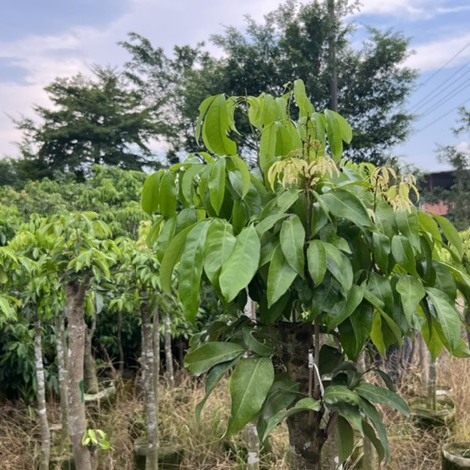 仙进奉荔枝树苗嫁接冰荔荔枝树苗