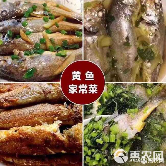 小黄鱼 新鲜海捕小黄花鱼新鲜冷冻生鲜香酥黄花鱼