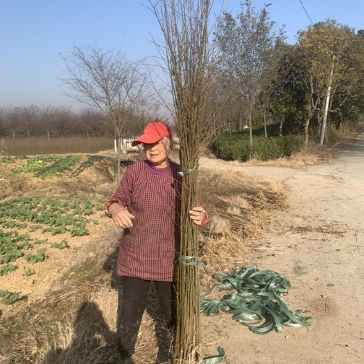 常州朴树小苗