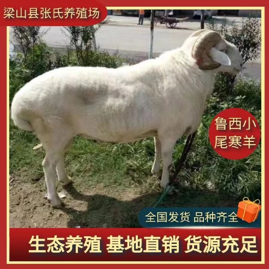 梁山县纯种小尾寒羊 公羊娃 斗羊