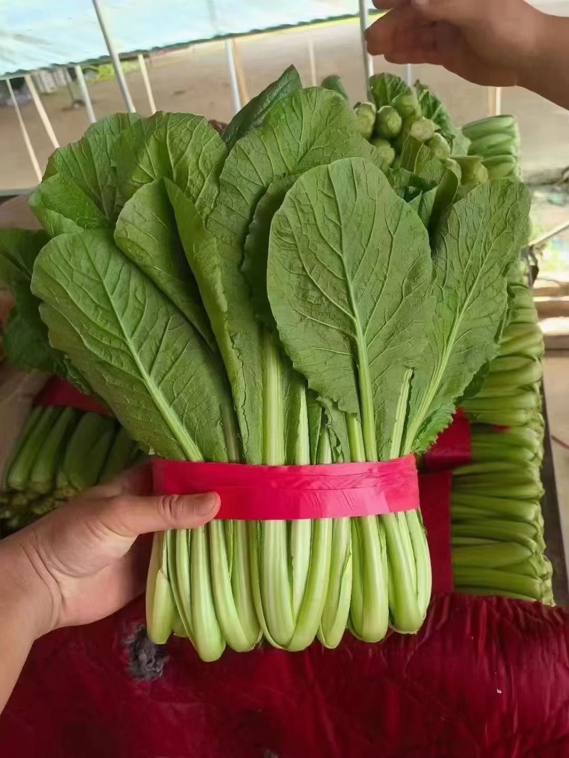 邯郸精品小白菜