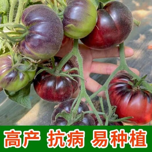 黑鹅肝——新品种，传家宝，苗厂直发。