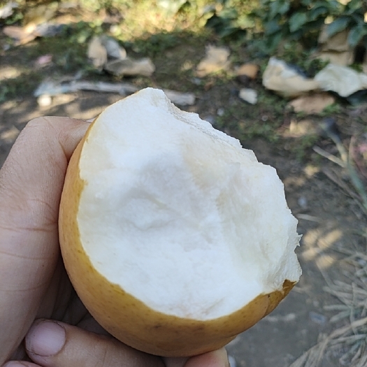 封丘县晚秋黄梨