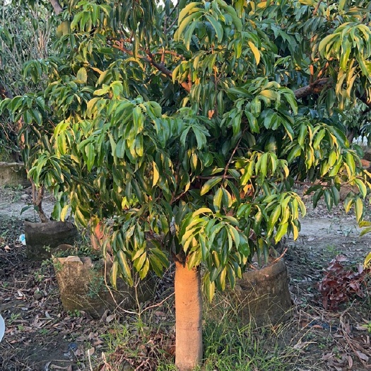 惠州糯米糍荔枝树桂味荔枝大树庭院种植