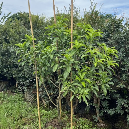 惠州黄晶果大树小枝结大果黄晶果嫁接苗庭院种植