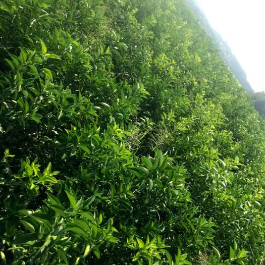 新干县枳壳苗  商洲枳壳嫁接苗，枳壳一年两年苗