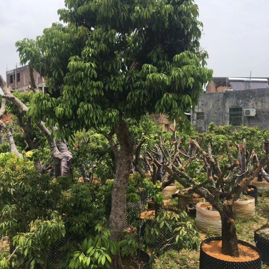 惠州桂味荔枝大树庭院工业园区种植