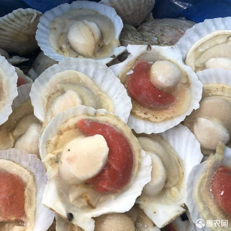 虾夷扇贝鲜活现开半壳超大扇贝肉带黄带壳贝类烧烤食材
