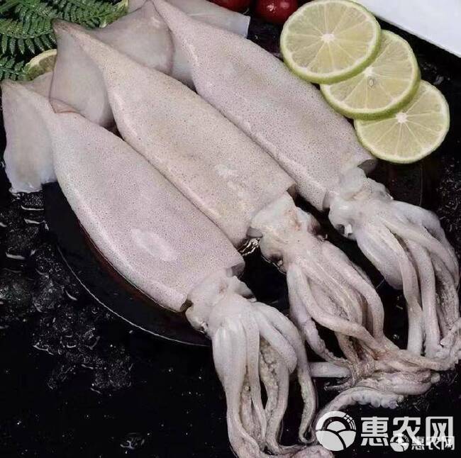 章鱼 整只鱿鱼新鲜冷冻海鲜八爪鱼小鱿鱼烧烤配菜火锅食材烤肉批