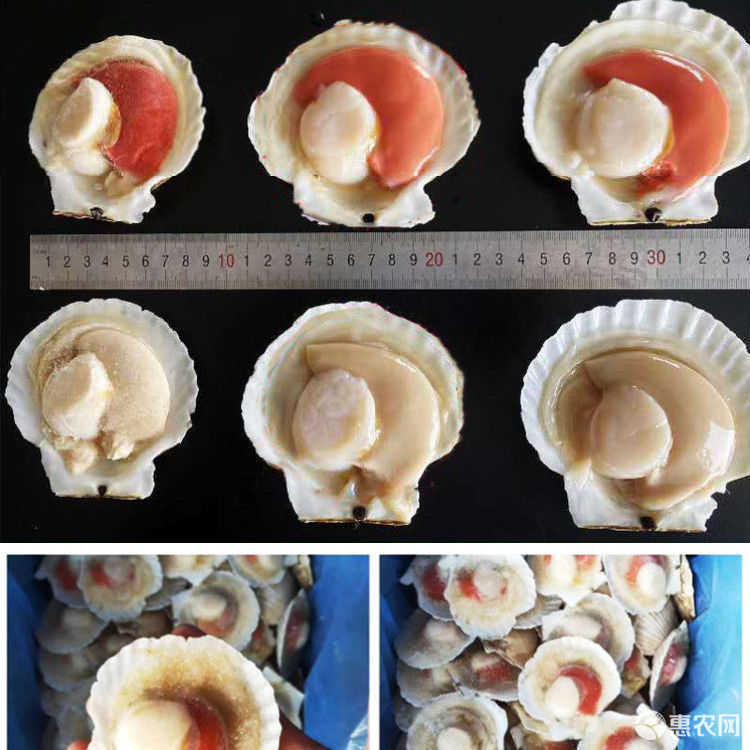虾夷扇贝鲜活现开半壳超大扇贝肉带黄带壳贝类烧烤食材
