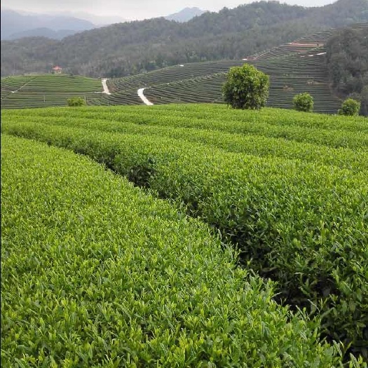 古田县岩茶  大红袍，肉桂，黄观音，水仙，百瑞香，金牡丹